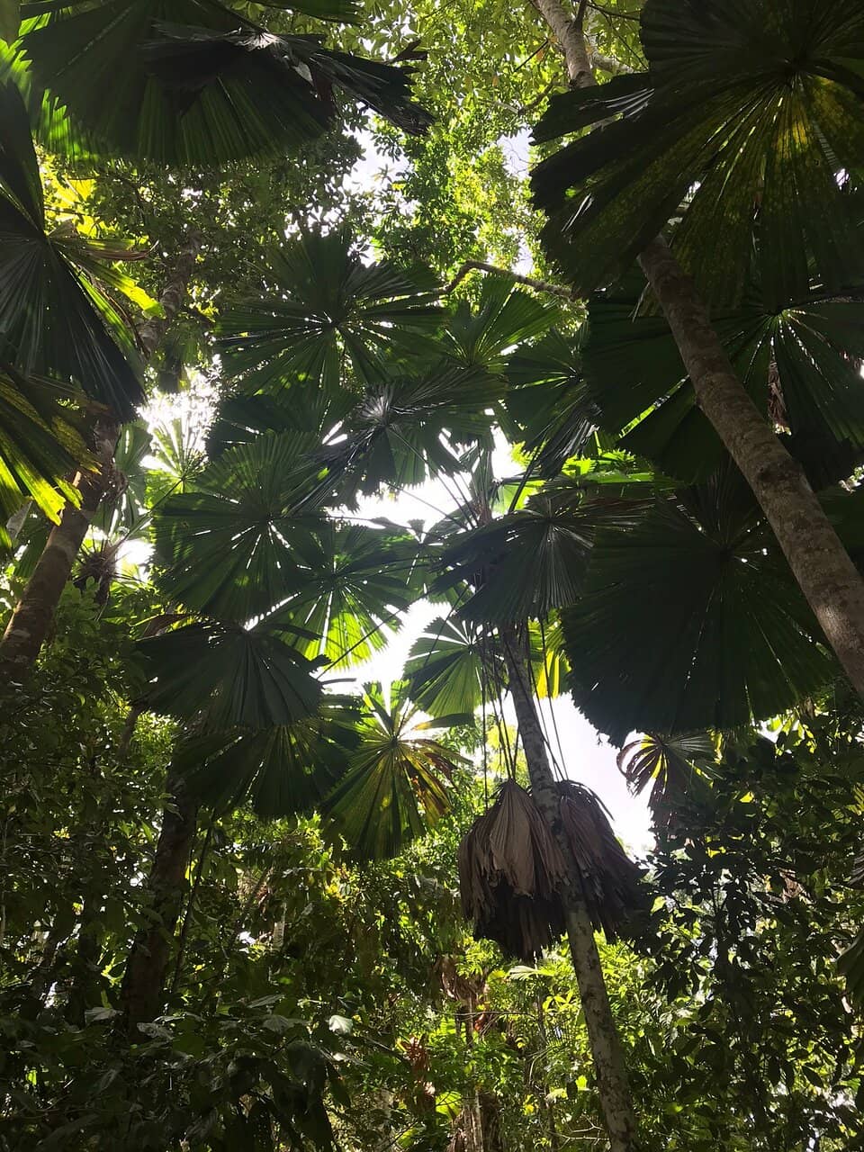 Cassowary Spotting