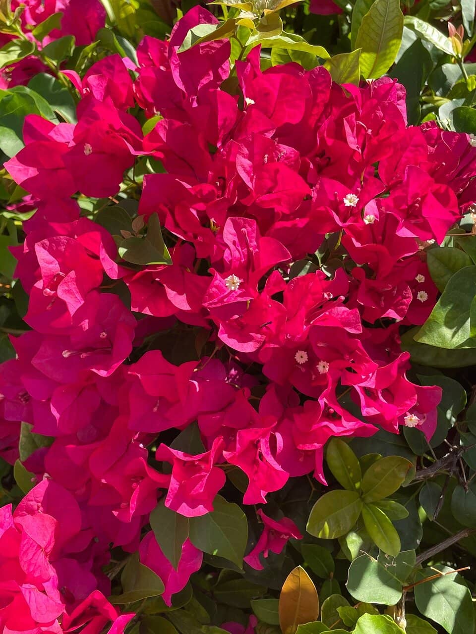 Catch and Cook Experience