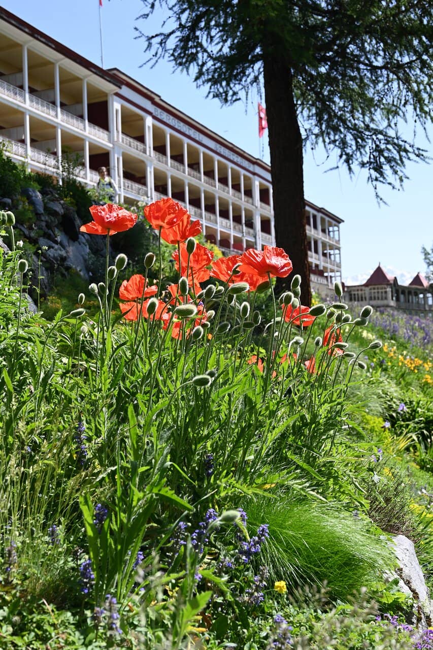 Edelweiss Flowers