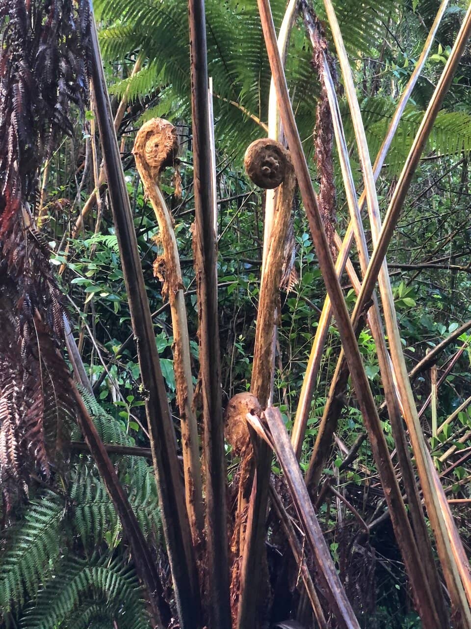 Lush Rainforest Walk