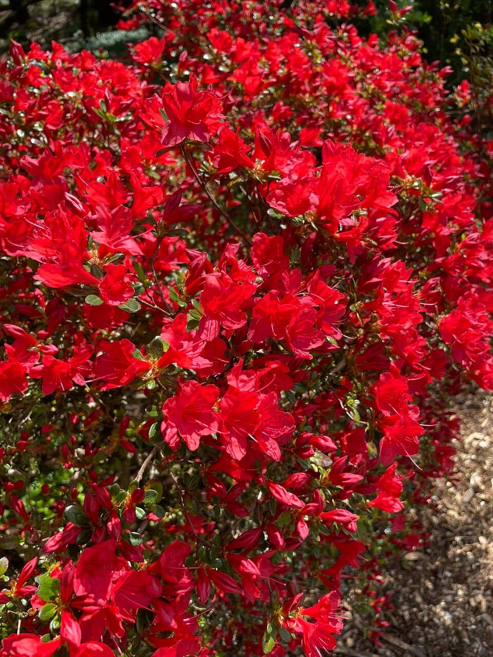 Shaded Ravine Walkways