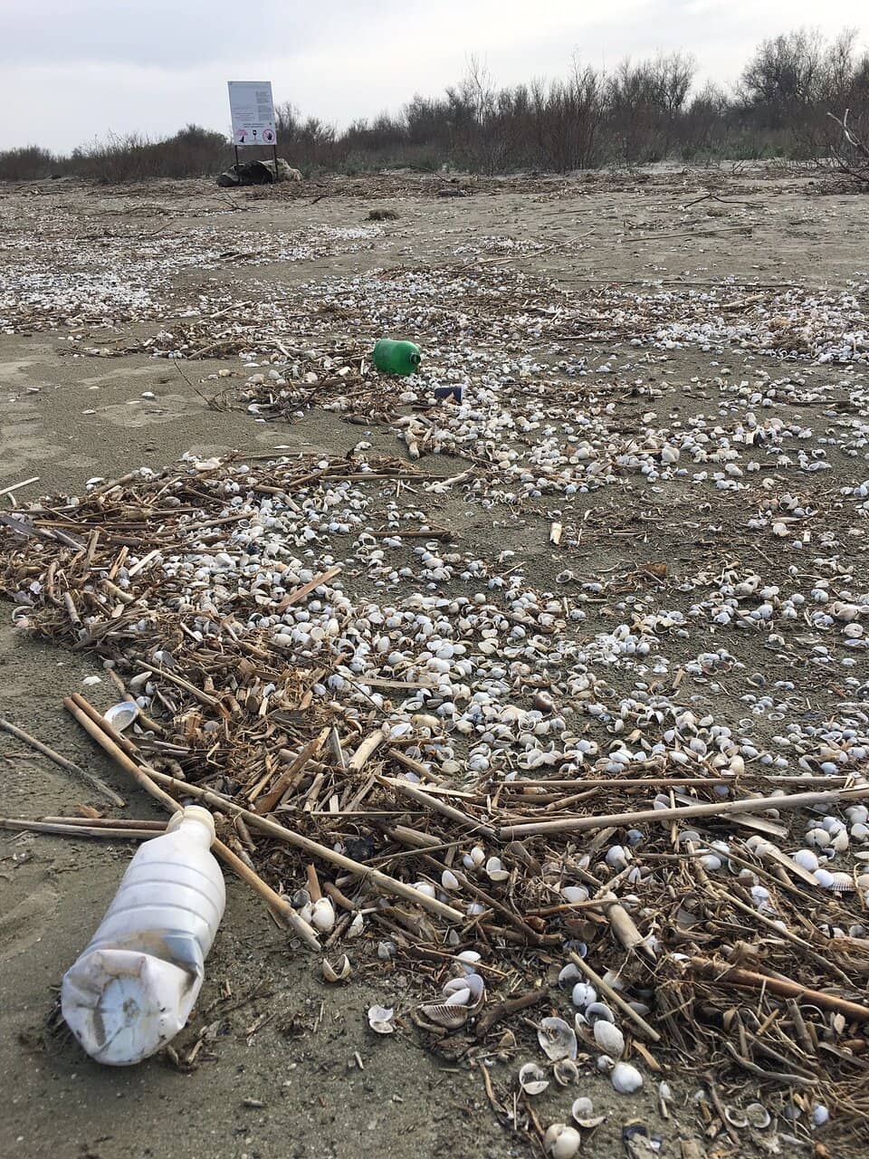 Bargain Hunting Paradise