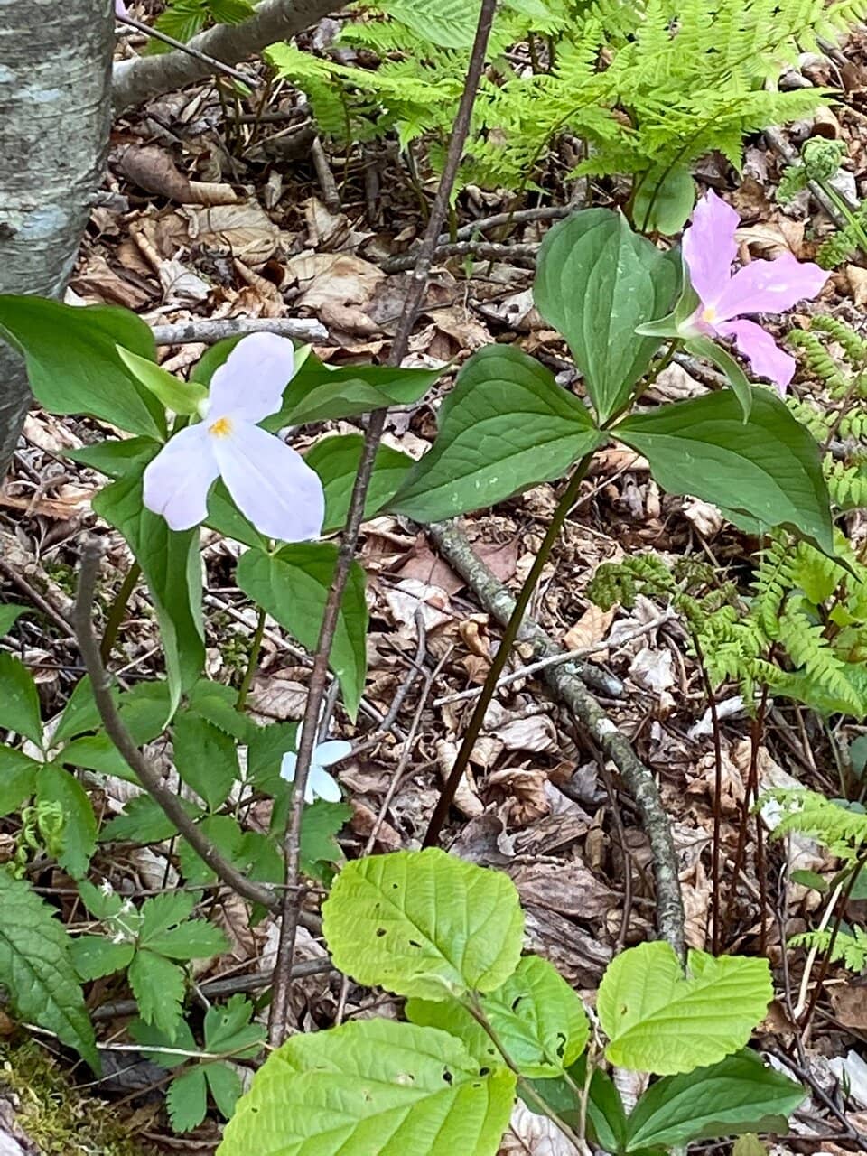Buck Lake Trail