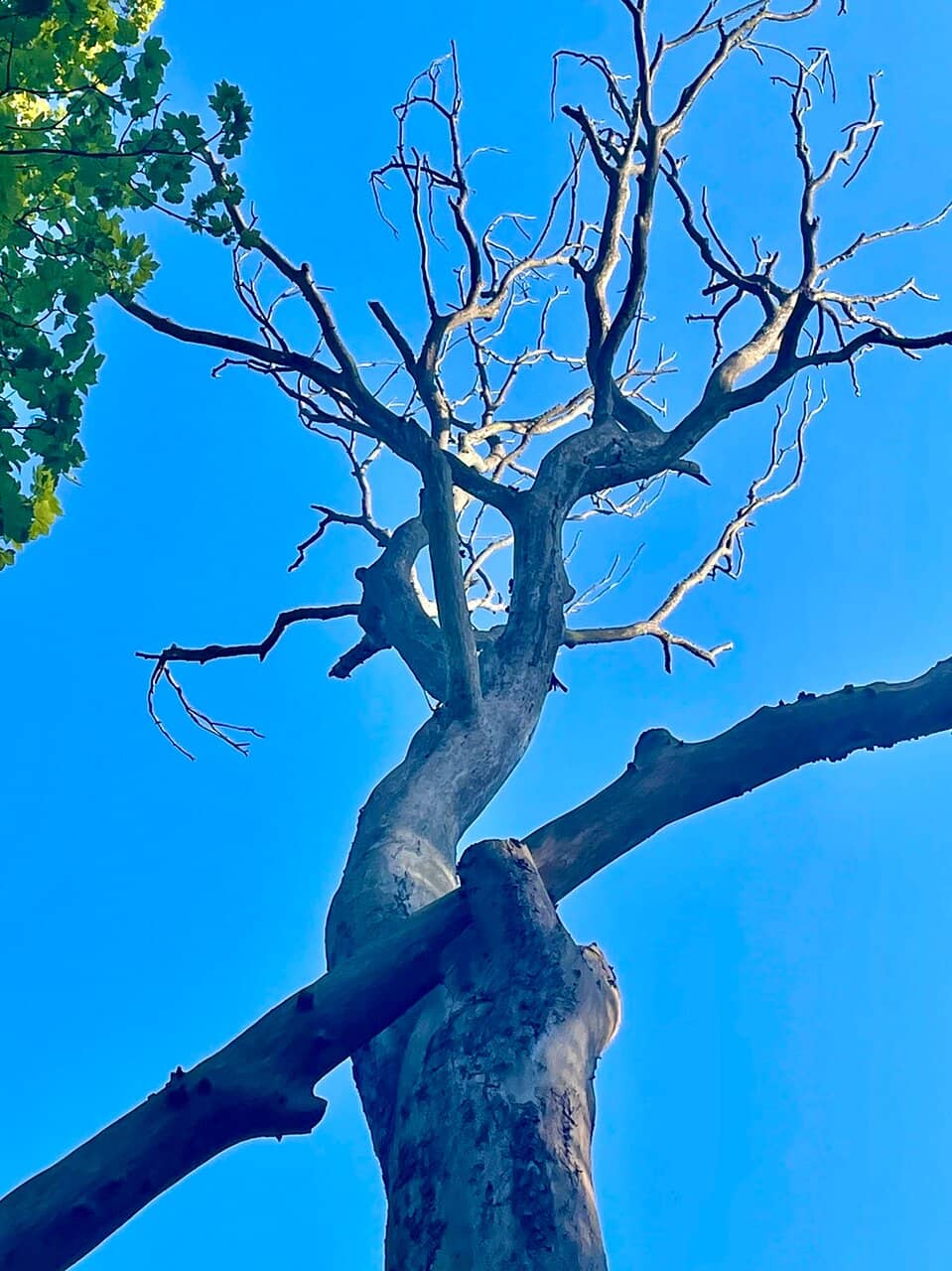 The Iconic Brig O' Balgownie