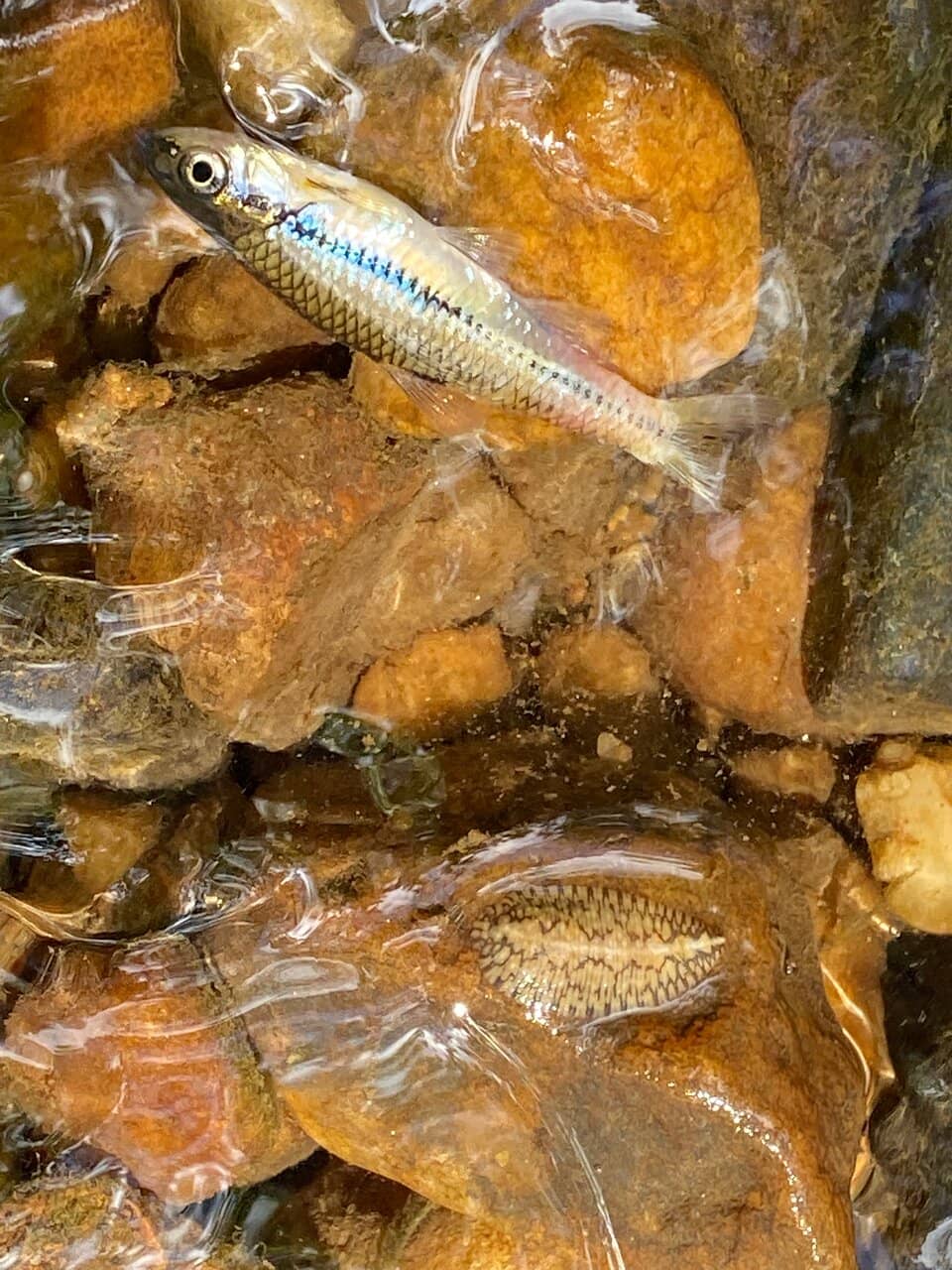 Scenic Walking Trails