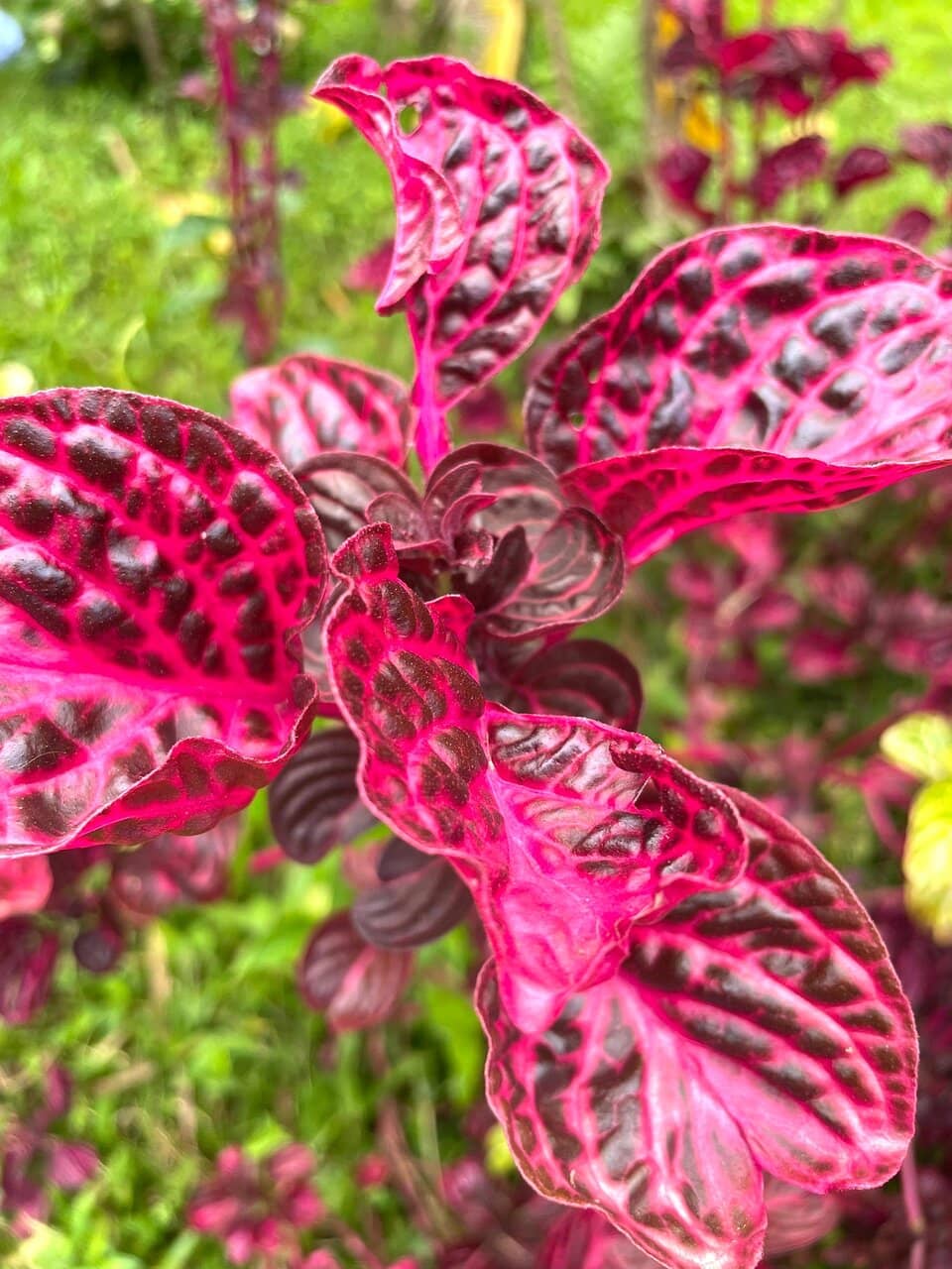 Kona Coffee & Cacao Experience