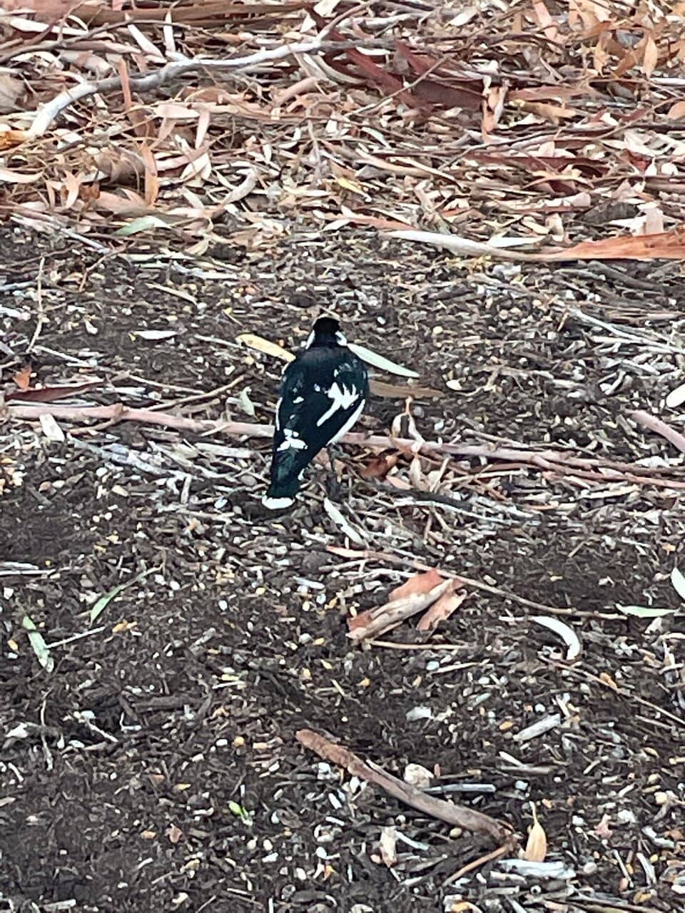 Wildlife Spotting