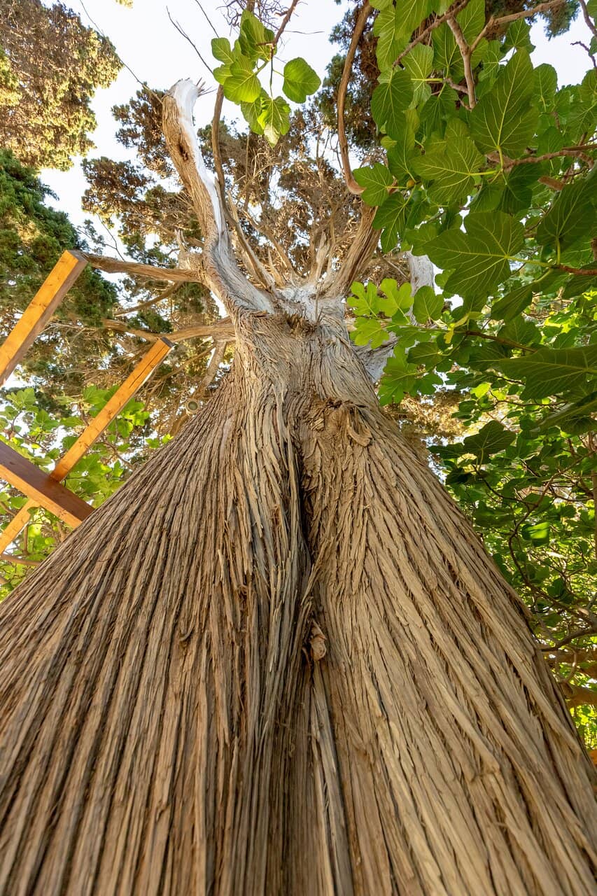Ancient Cedar Tree
