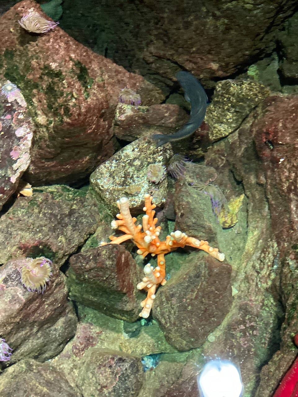Madeira Aquarium