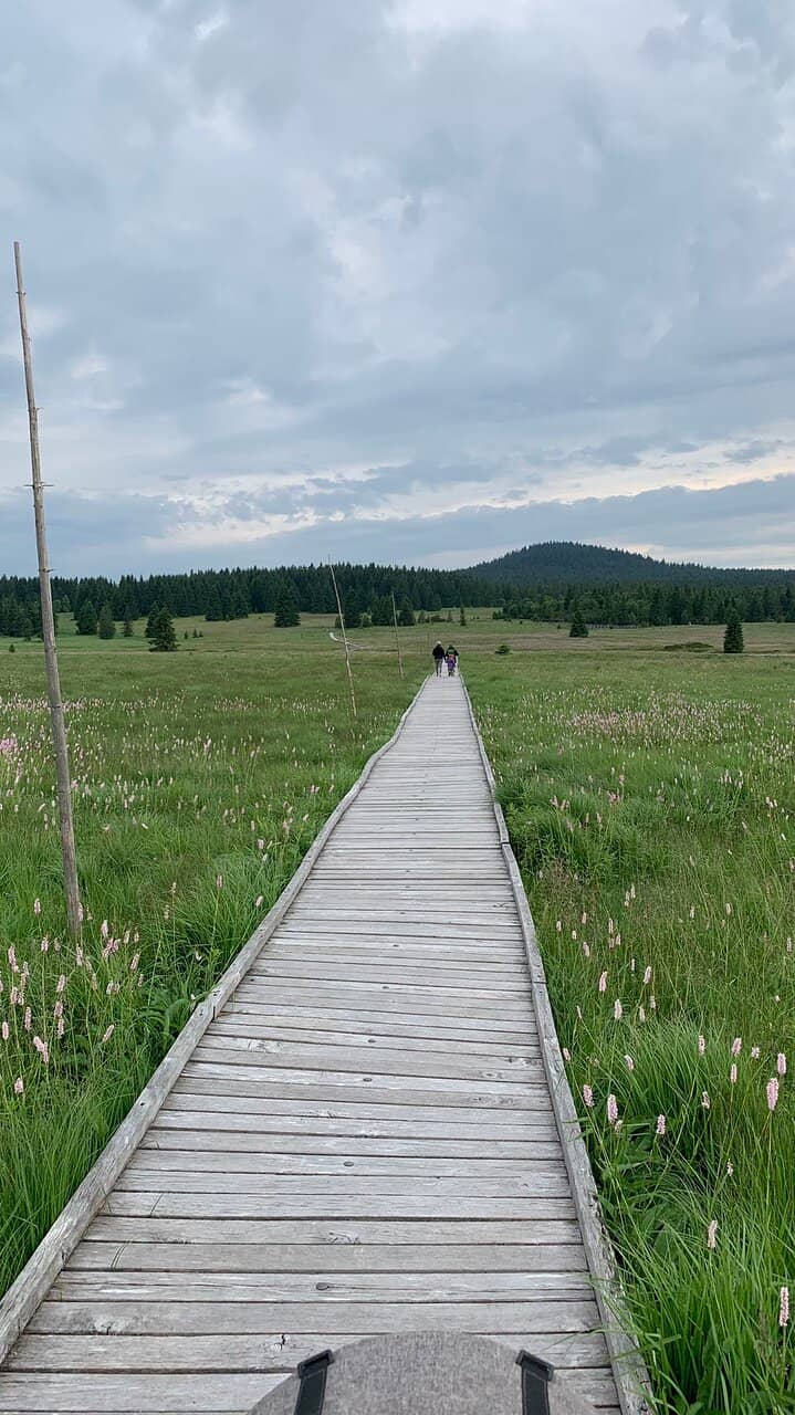 Fairy-Tale Pine Forest