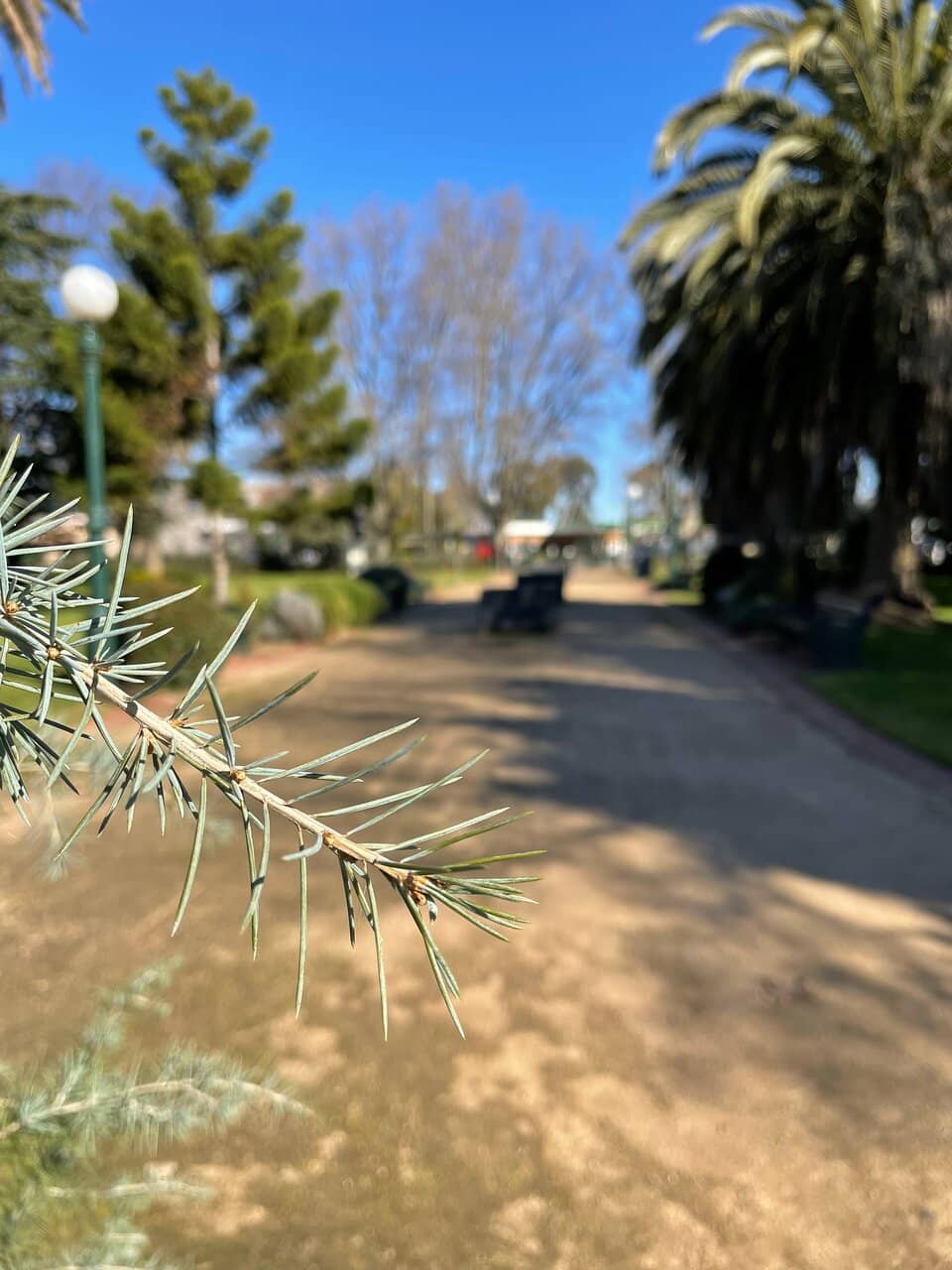 Eaglehawk Dahlia & Arts Parade