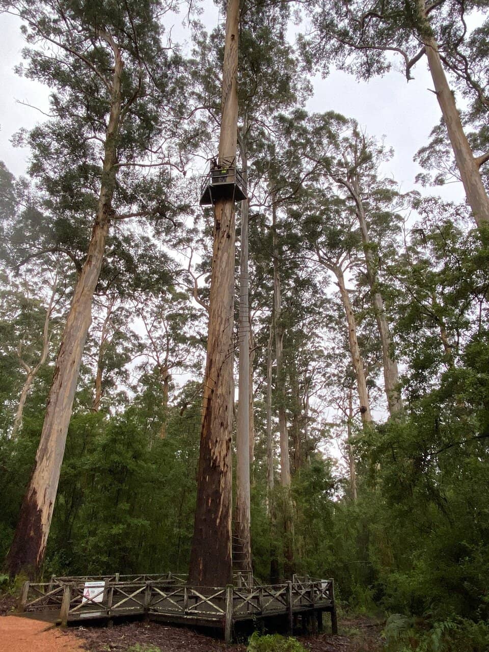 Serene Karri Forest Walks