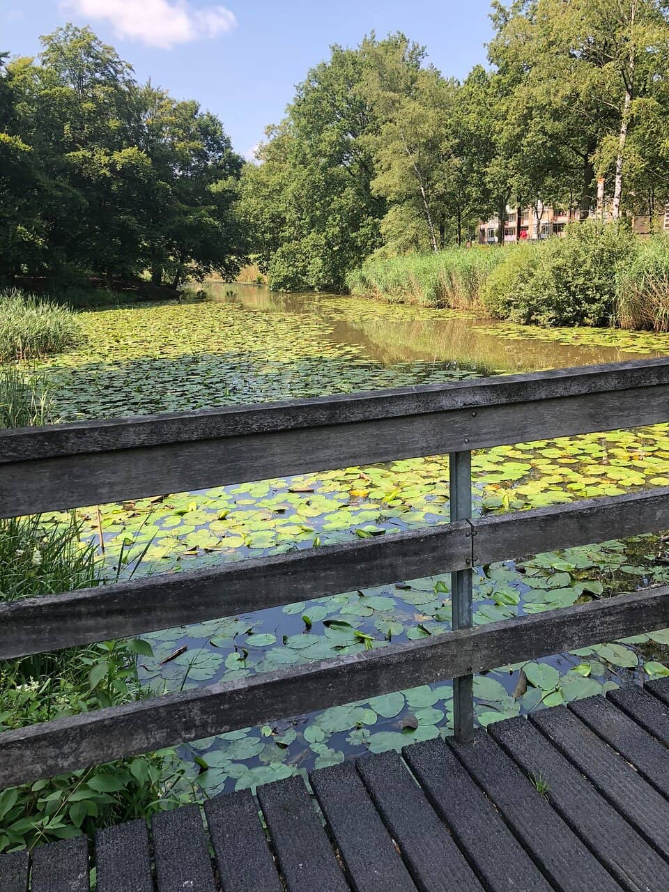 Tranquil Ponds