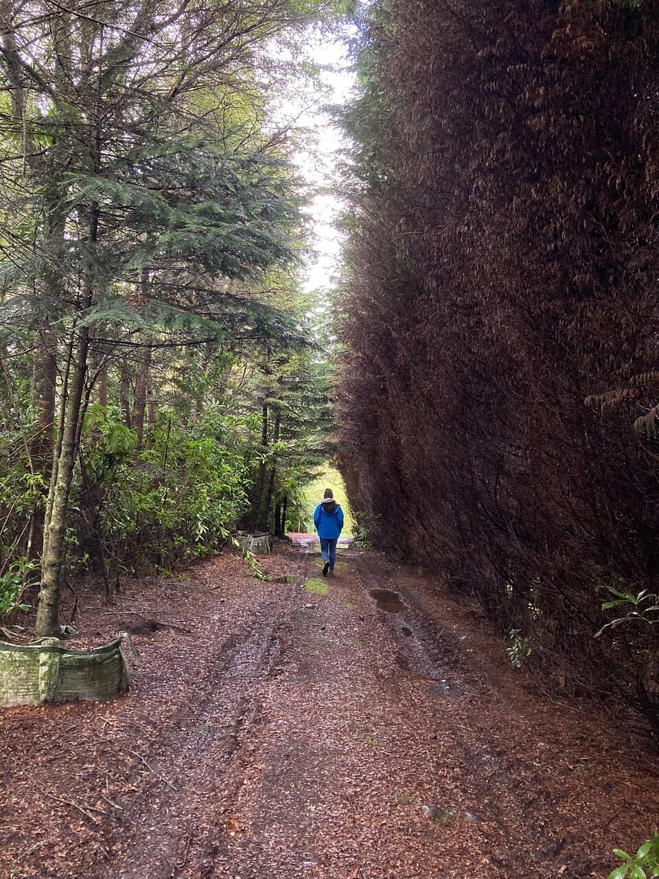 Frutillar's German Charm