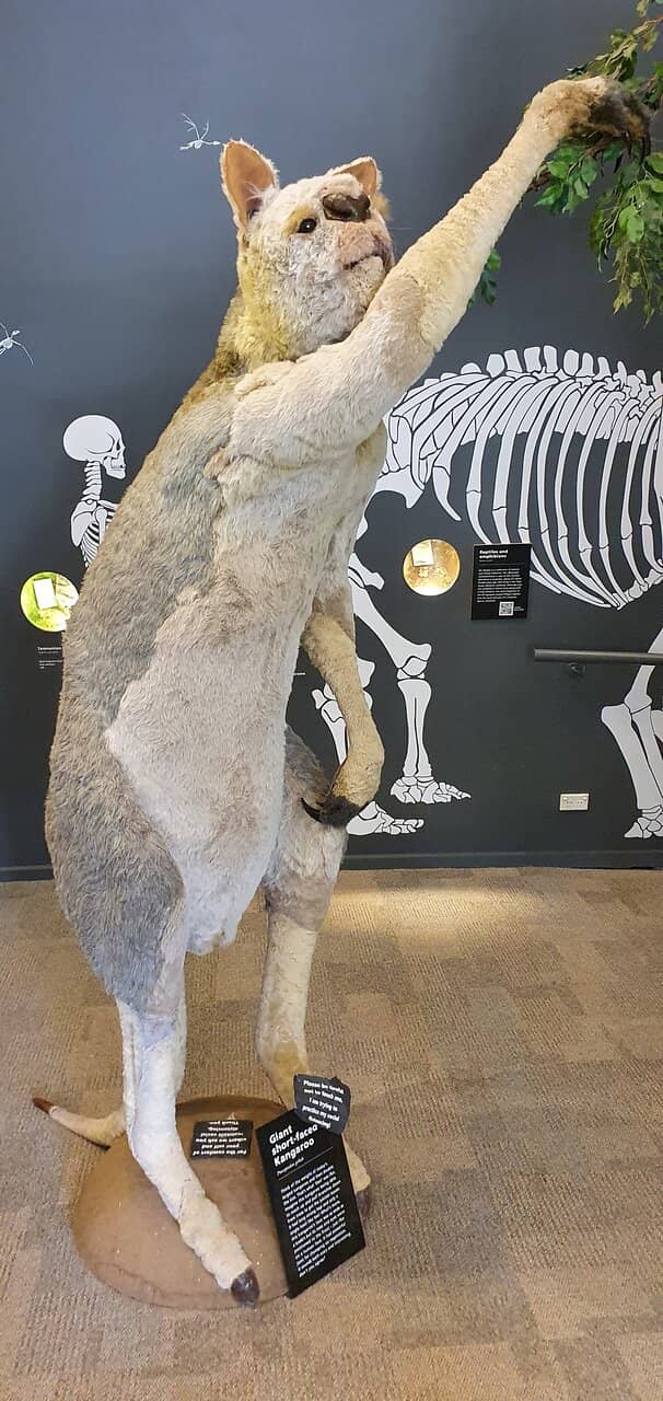 Victoria Fossil Cave