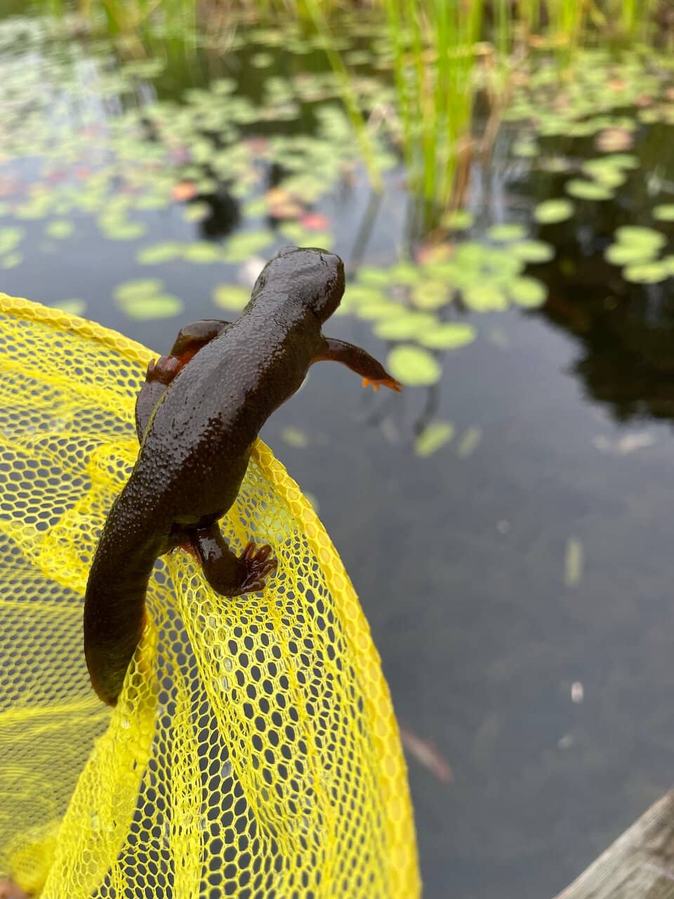 Proximity to Dunes and Ocean