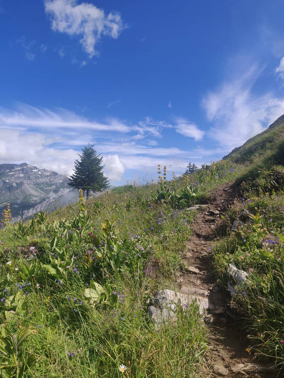 Dérochoir Viewpoint