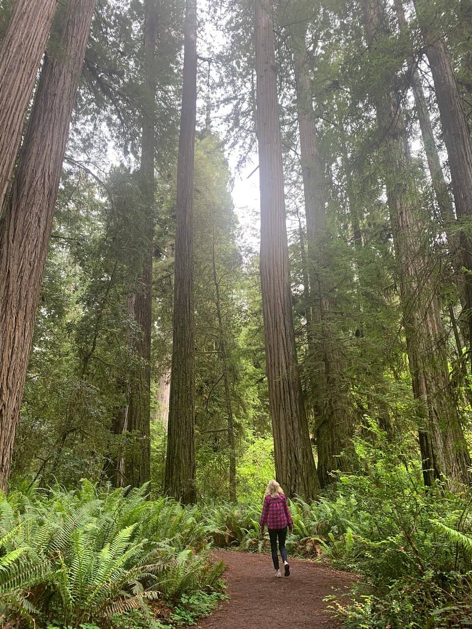 Serene Forest Stroll