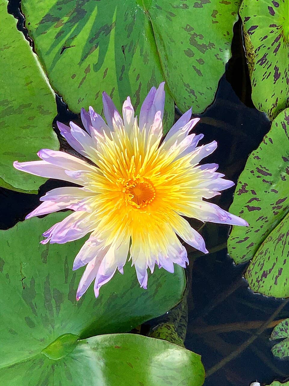 Traditional Architecture