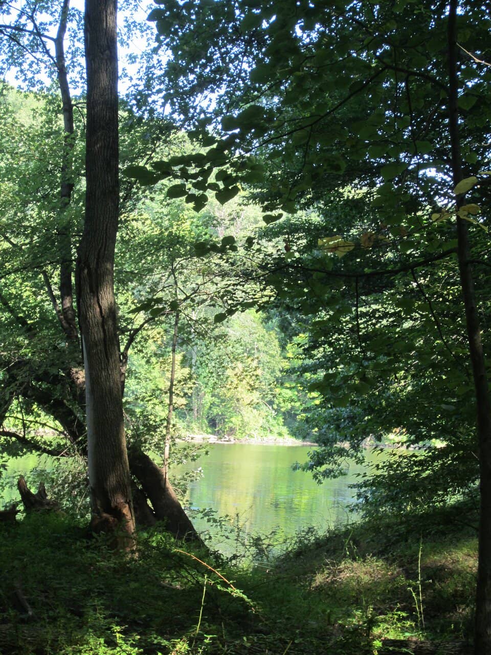 Woodland Trails