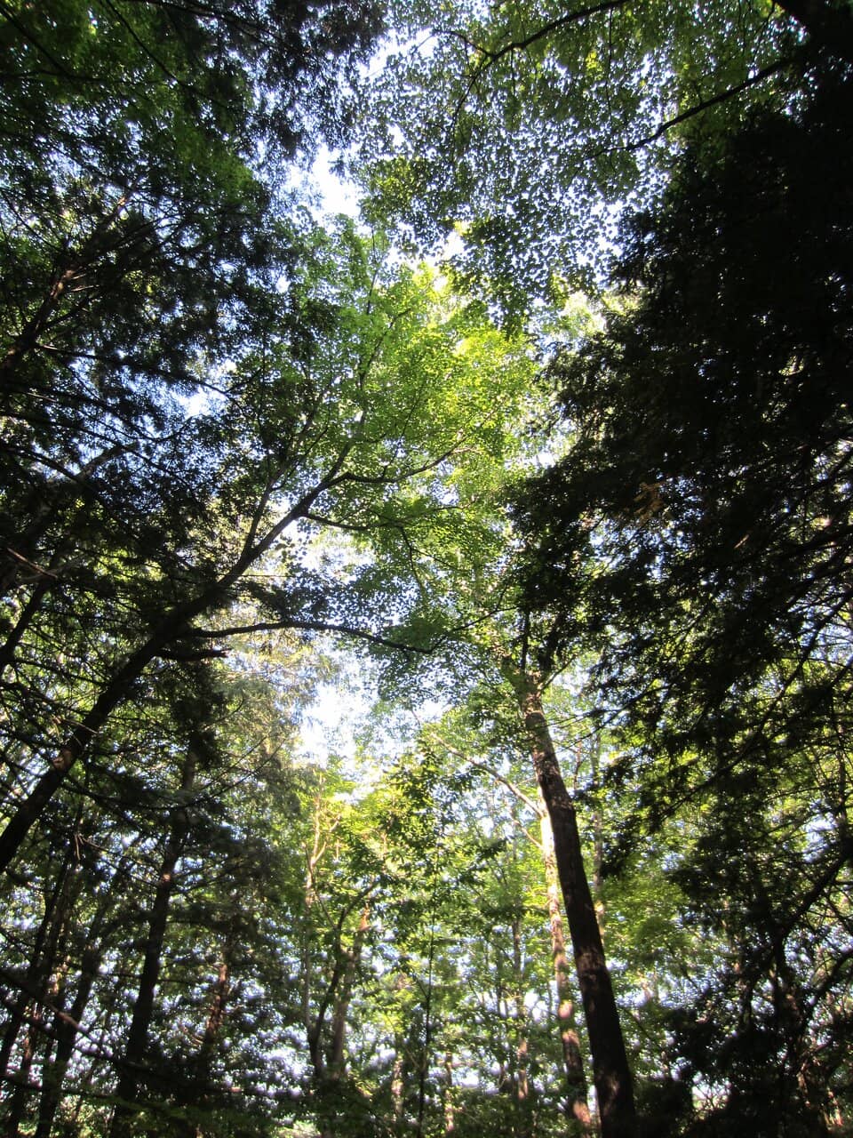 Vertical photo