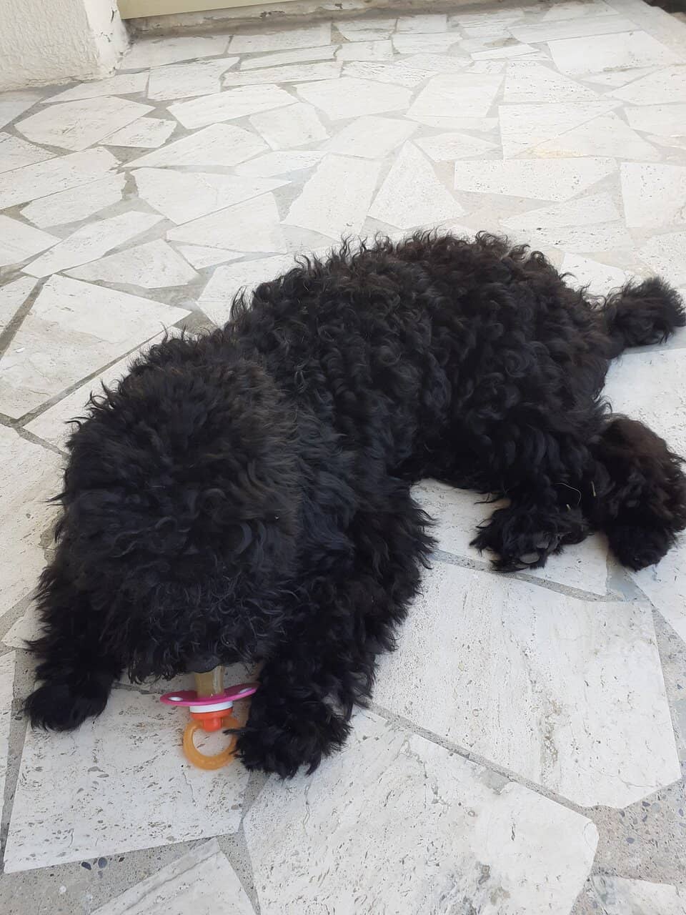 Tranquil Pond & Fountain
