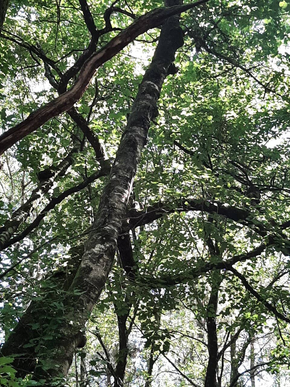 Brocéliande Forest Trails