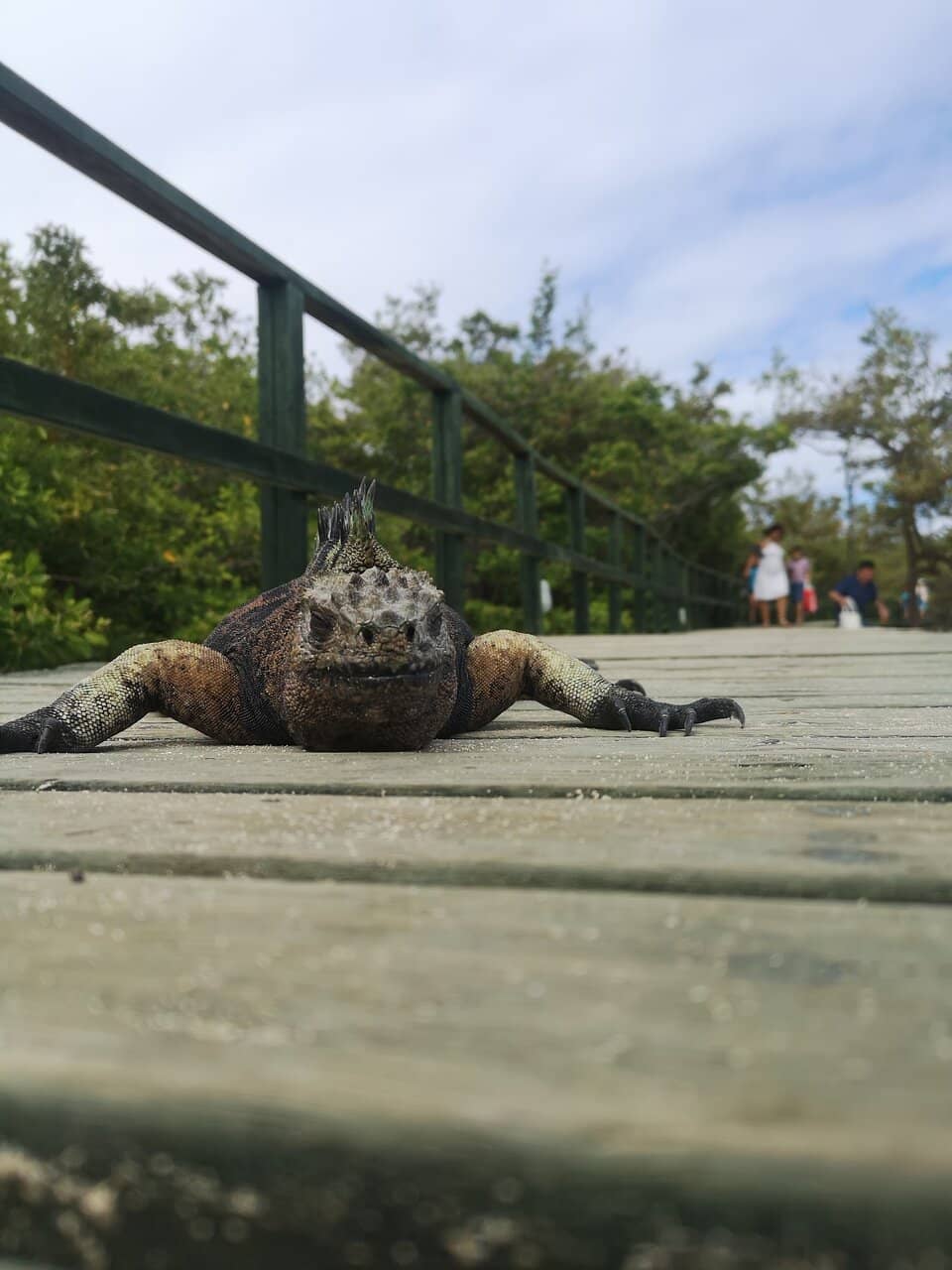 Boardwalk Views