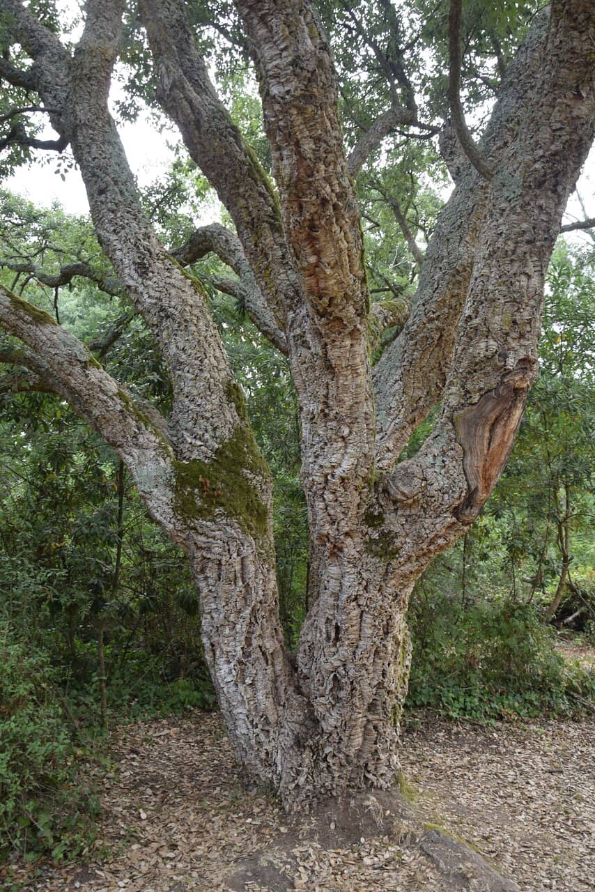 Shaded Hiking Trails