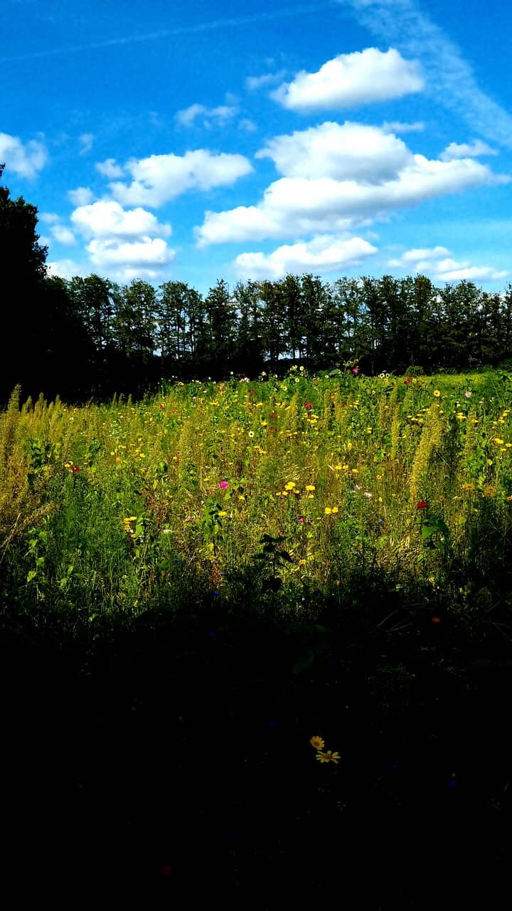 Heathland Nature Walks