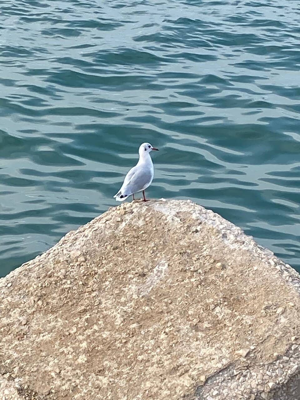 The Heart of Old Bari