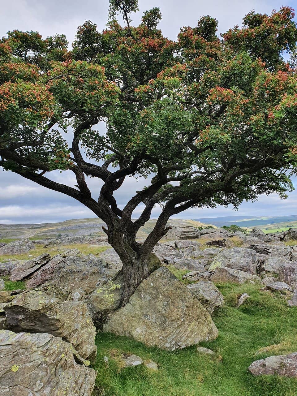 Walk from Austwick Village