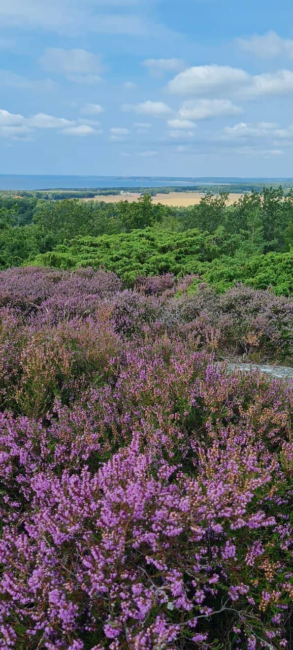 Rocky Coastline Views