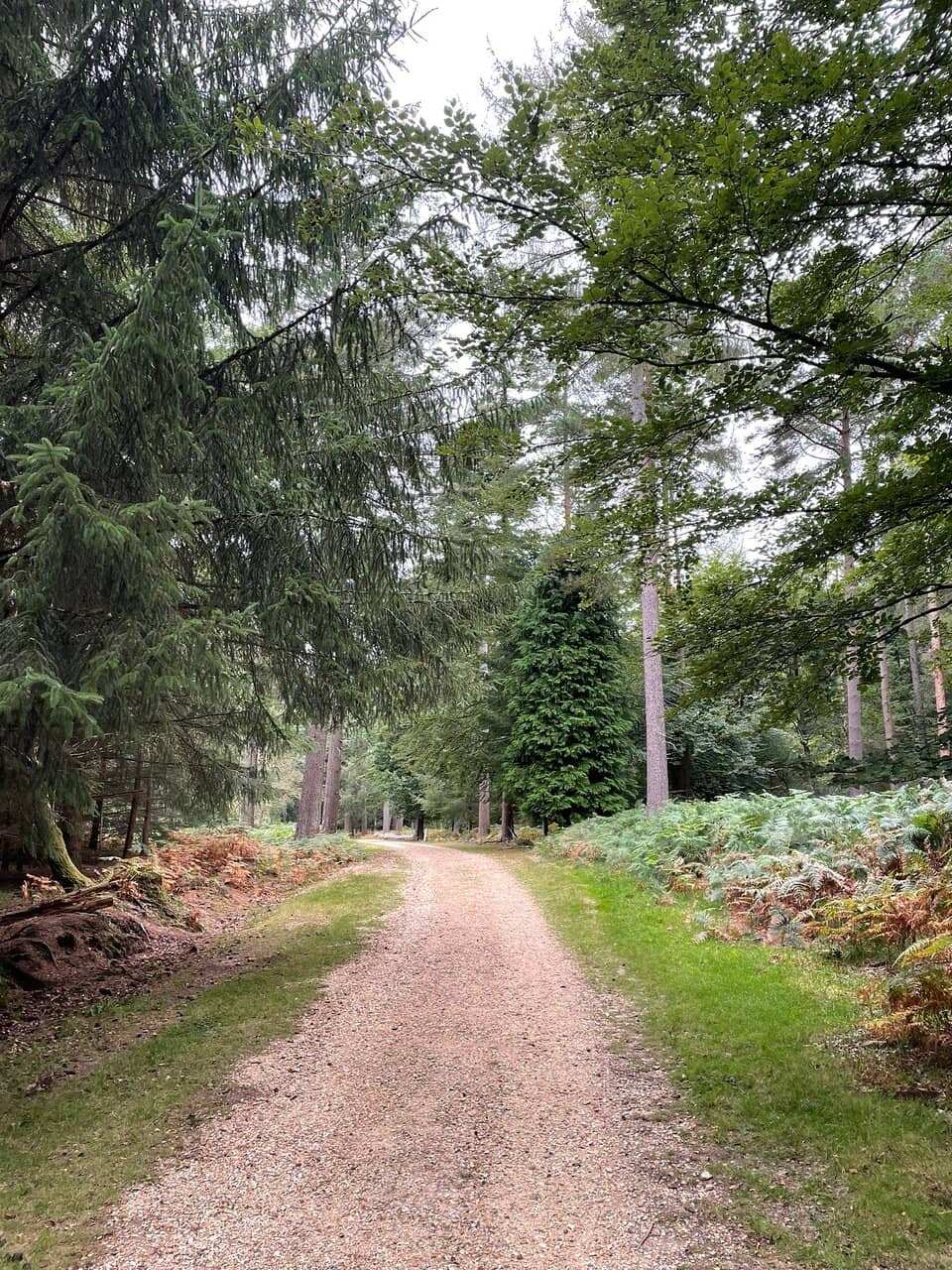 Scenic Forest Trail