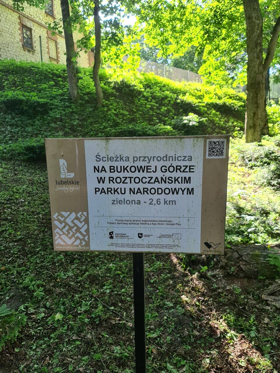The Beech Forest