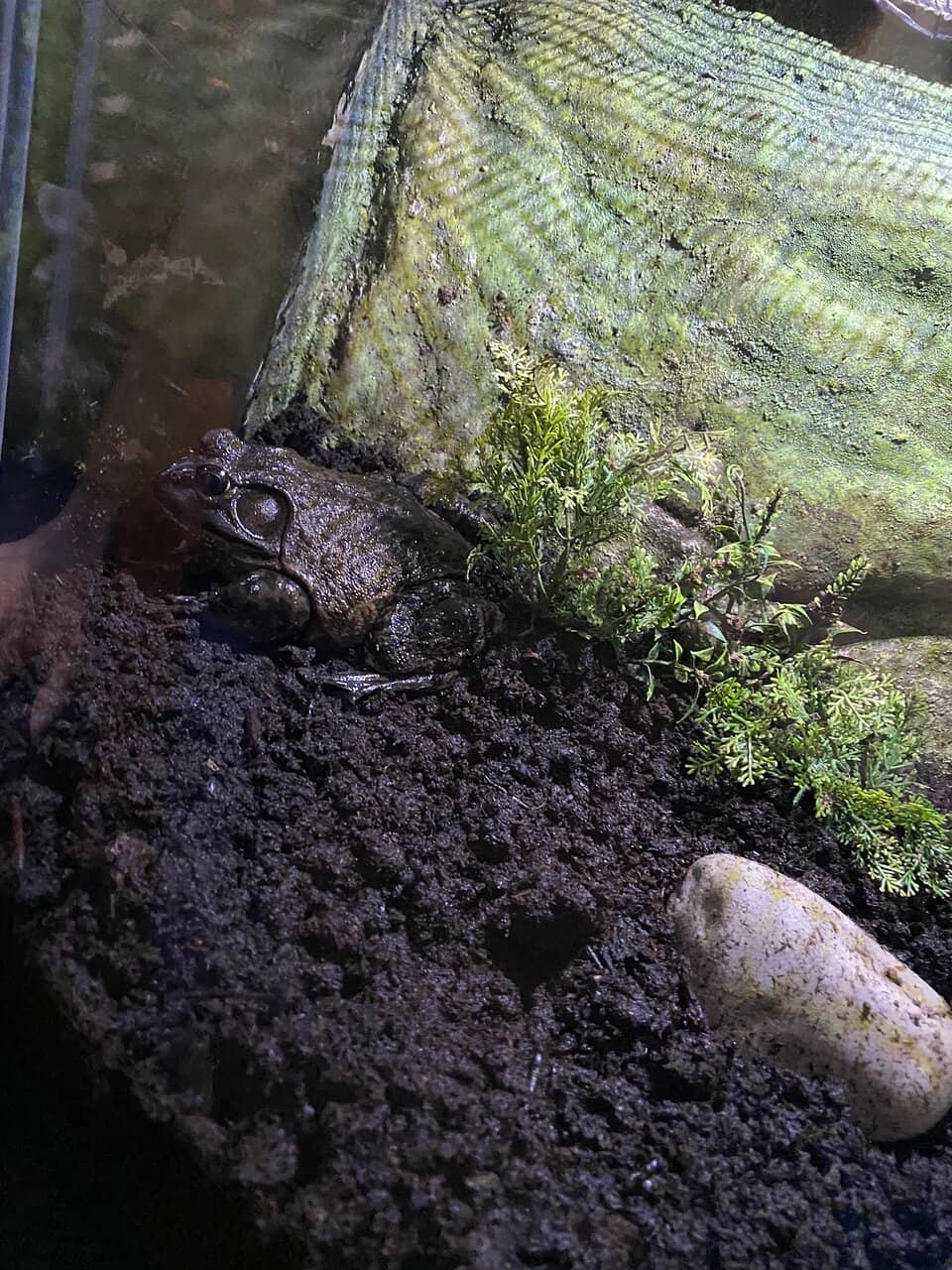 Amphibian & Arthropod Wonders