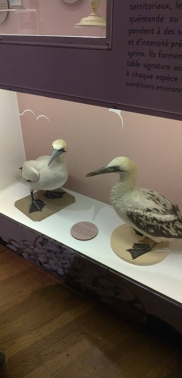 Regional Zoology & Botany