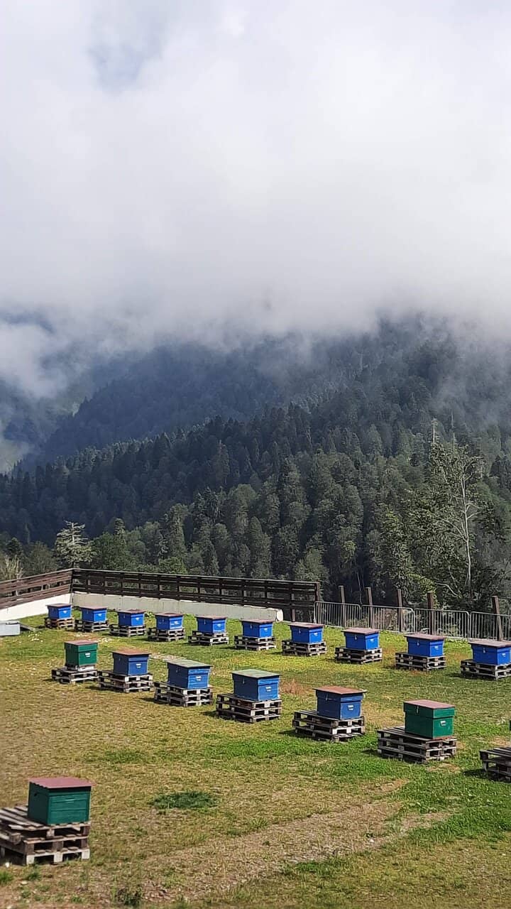Ropeway Views