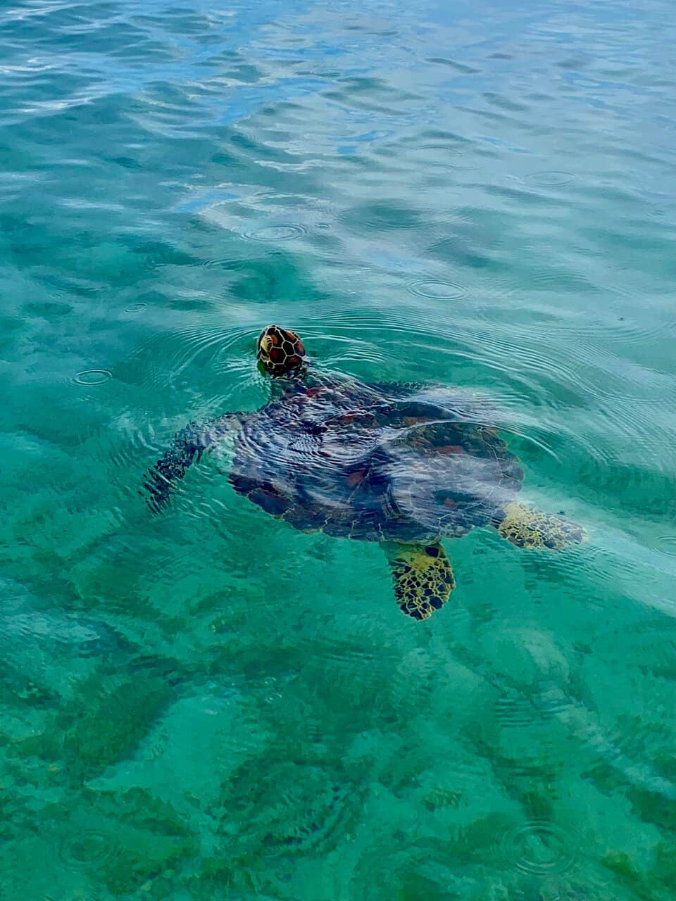 Mangrove Kayaking Adventure