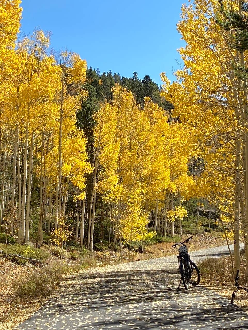Fall Foliage Spectacle