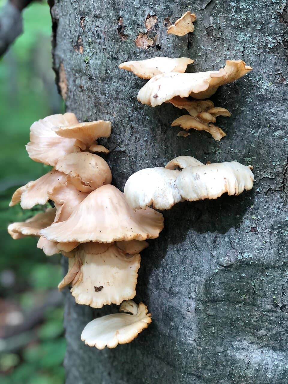 Historic Trading Route Echoes