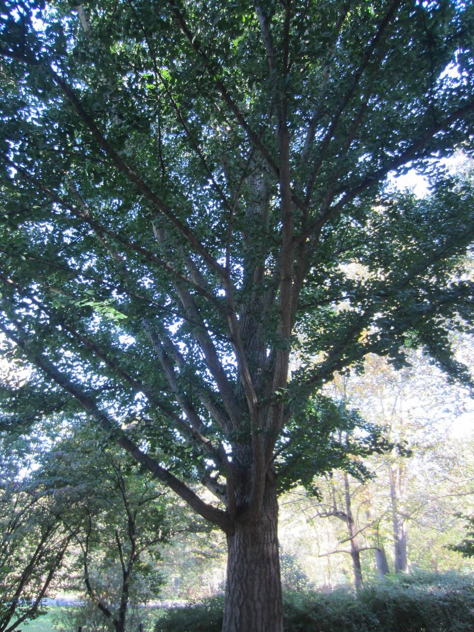 Garden of Five Senses