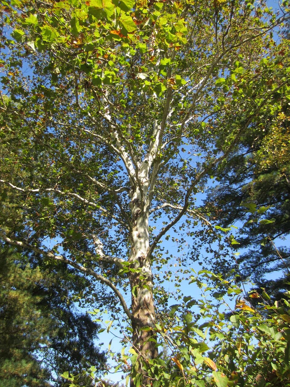 Vertical photo