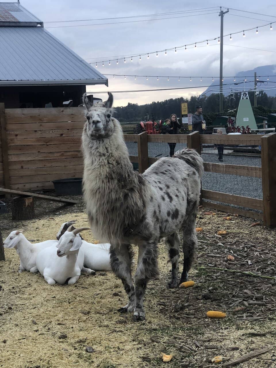 Farm Animal Encounters
