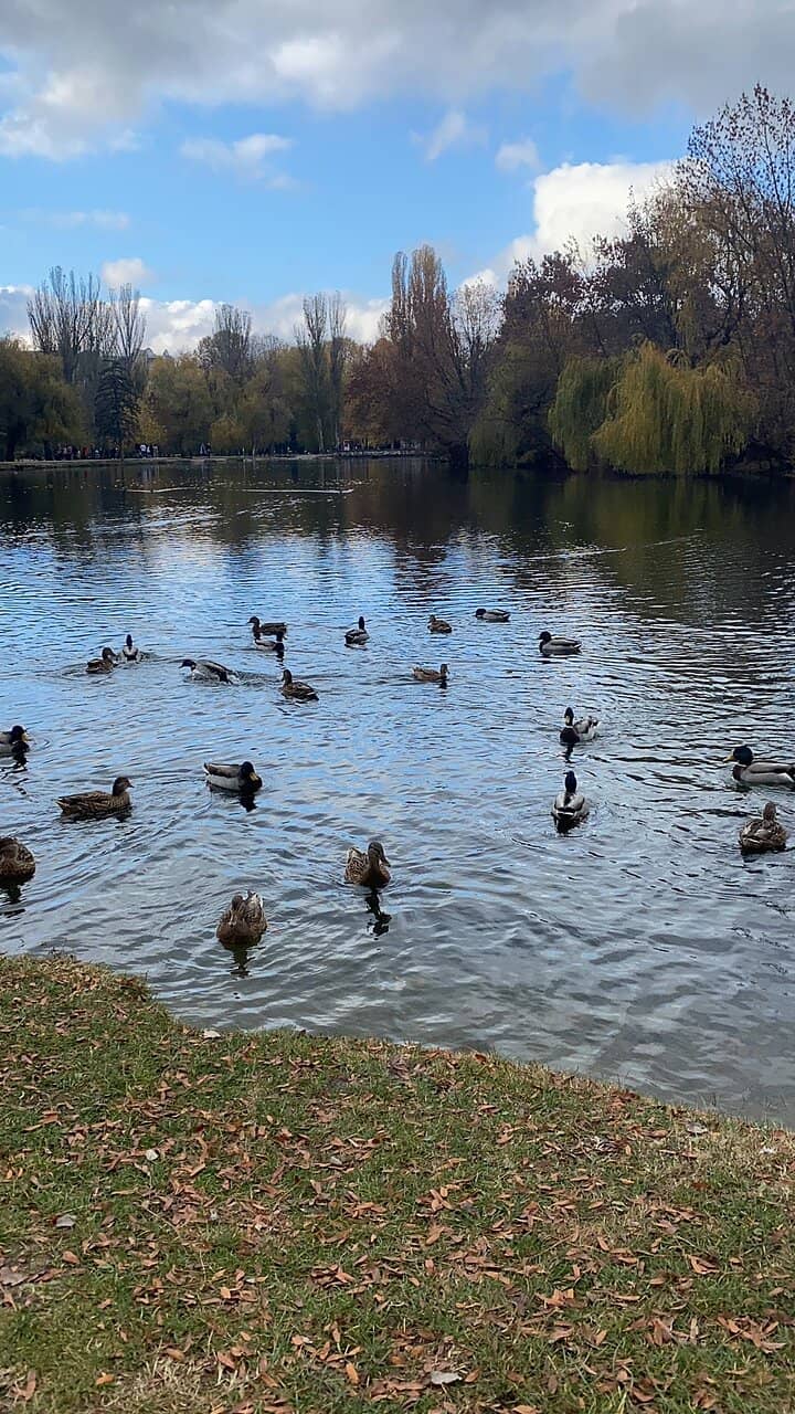 Pond Activities