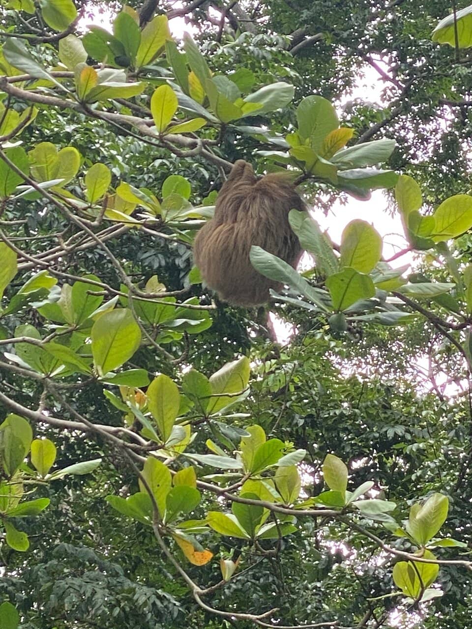 Sloth Spotting