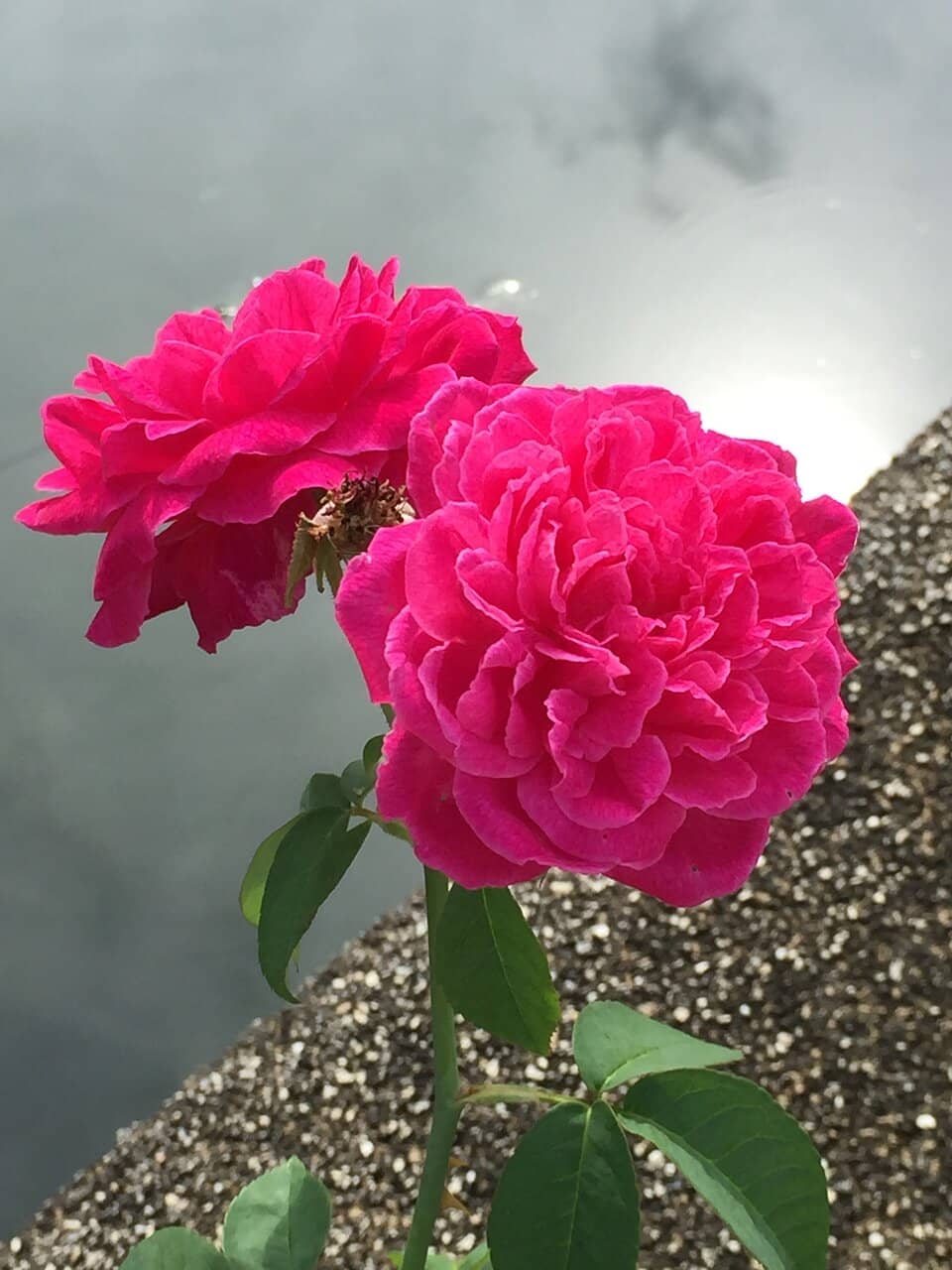Scenic Gardens