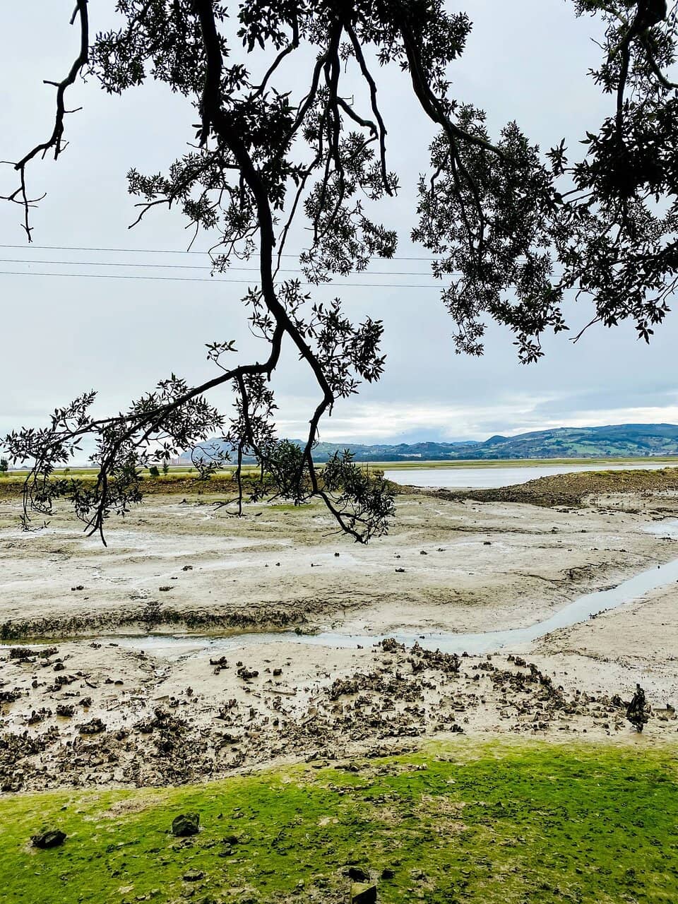 Marshland Views