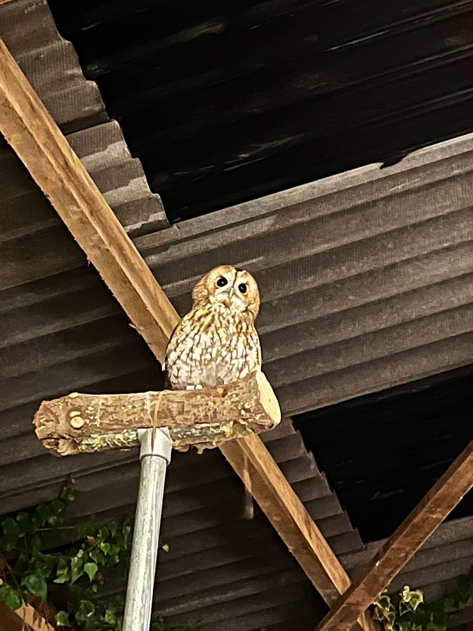 Conservation Work Insights