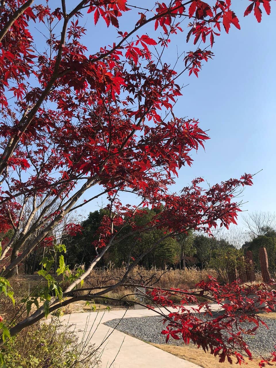 Nature Therapy Escape